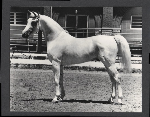 Babson Arabian
