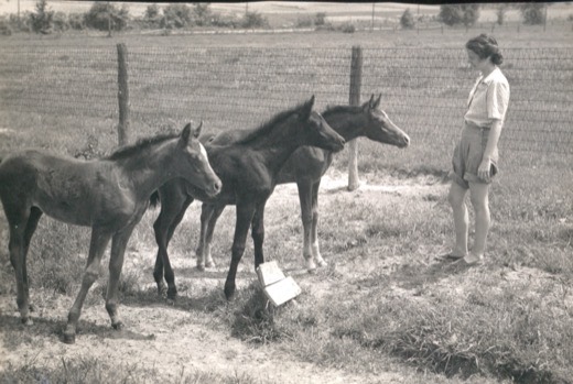 Betty foals