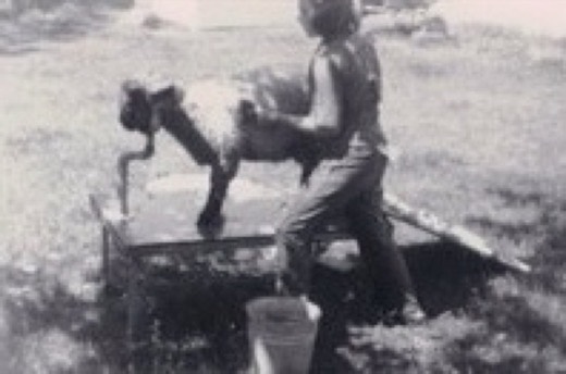 Libby Dipping Sheep