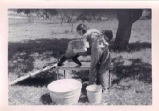 Libby shearing sheep